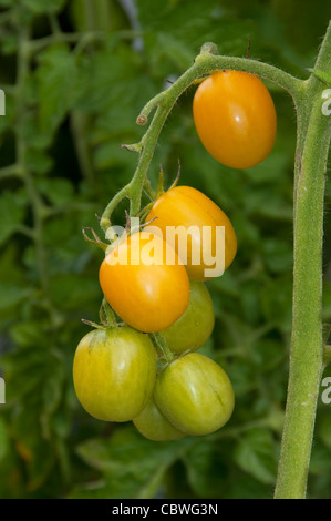 La tomate (Solanum lycopersicum), variété : Cerise. Mûr et fruit non mûr sur une plante. Banque D'Images