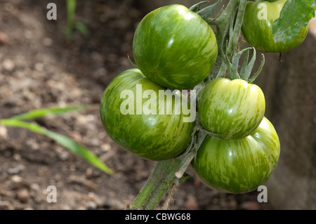 La tomate (Solanum lycopersicum), variété : Green Zebra. Fruit d'une plante. Banque D'Images