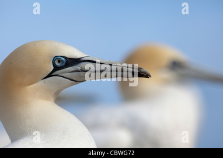 Fou de Bassan (Morus bassanus) headshot Banque D'Images