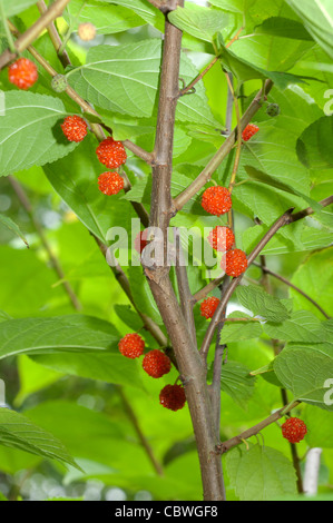 Mûrier à papier (Broussonetia kazinoki Kozo), fruits mûrs sur une branche. Banque D'Images