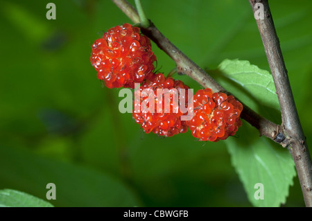 Mûrier à papier (Broussonetia kazinoki Kozo), fruits mûrs sur une branche. Banque D'Images