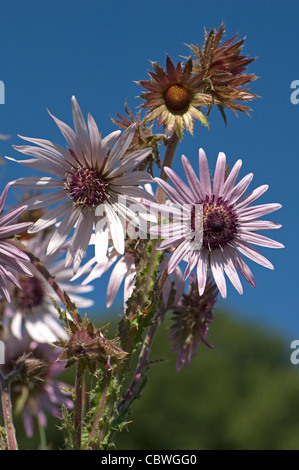 Berkheya pourpre (Berkheya purpurea), fleurs. Banque D'Images