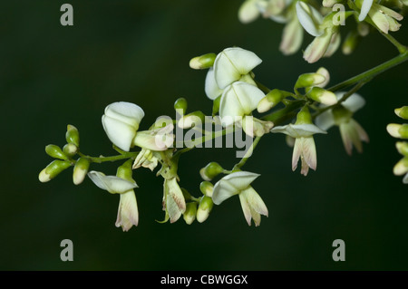 (Styphnolobium japonicum arbre pagode, Sophora japonica), des fleurs. Banque D'Images