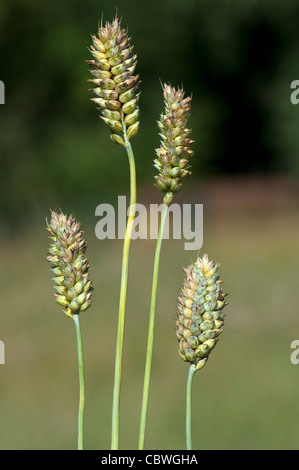 Le blé tendre, le blé tendre (Triticum aestivum), les oreilles ne sont pas mûrs. Banque D'Images