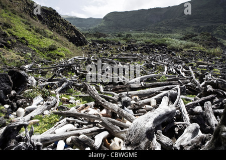 Lajes das Flores sur l'île Flores aux Açores. Bois de dérive échoués sur la côte ouest de Flores, de l'océan Atlantique. Banque D'Images