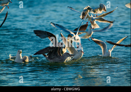 Pattes jaunes, Larus Michaellis,et de la Méditerranée, Gull Ichthyaetus melanocephalus, France Banque D'Images