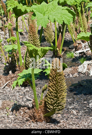 (Gunnera manicata Rhubarbe géante du Brésil) Banque D'Images