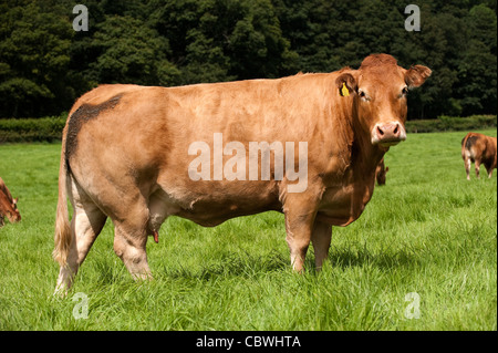 Viande bovine limousine vache dans les pâturages Banque D'Images