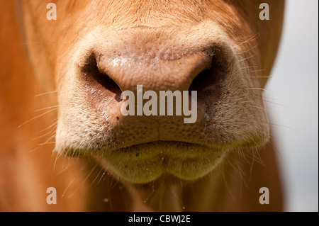 Close up of a healthy cows nez. Banque D'Images