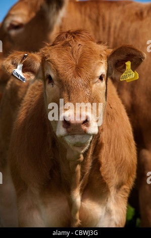 Jeune veau Boeuf Limousin pâturages en montrant des étiquettes d'identification. Banque D'Images