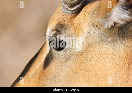 Chef de l'impala à face noire (Aepyceros melampus petersi) dans le parc national d'Etosha, Namibie. Banque D'Images