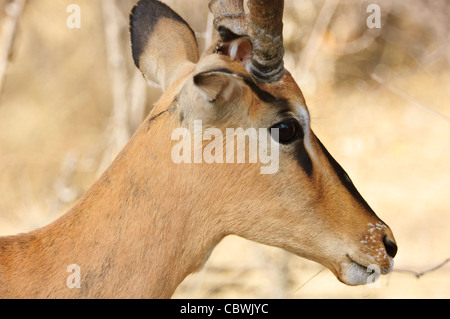 Chef de l'impala à face noire (Aepyceros melampus petersi) dans le parc national d'Etosha, Namibie. Banque D'Images