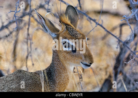 - Damara ou Kirk's dik-dik (Madoqua kirkii) dans le parc national d'Etosha, Namibie. Banque D'Images