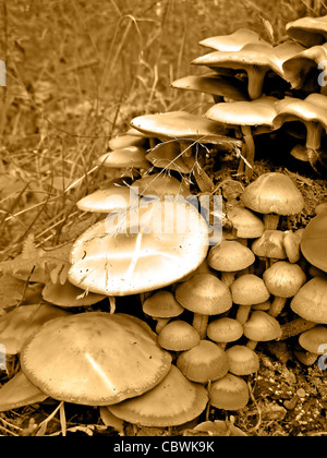 Des champignons vénéneux sur stump tree Banque D'Images