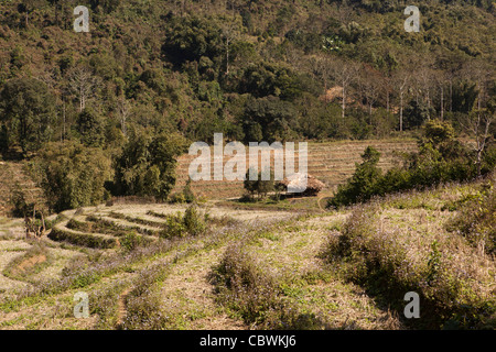 L'Inde, de l'Arunachal Pradesh, Panging, village agricole en terrasse les champs après la récolte Banque D'Images