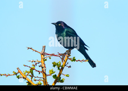 Quiscale de Brewer Euphagus cyanocephalus Dorris, California, United States 10 mâles adultes peuvent Icteridés Banque D'Images