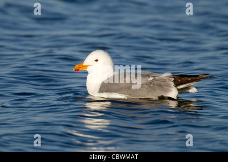 California Gull Larus californicus lac Mono, Californie, États-Unis 10 mai Adulte en plumage nuptial. Laridae Banque D'Images