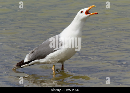 California Gull Larus californicus lac Mono, Californie, États-Unis 13 adultes en plumage nuptial peut faire l'affichage. Laridae Banque D'Images