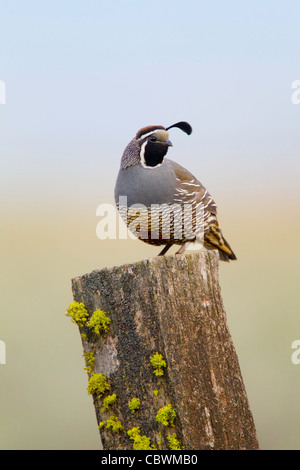 Colin de Californie Callipepla californica Dorris, California, United States 7 mâle adulte peut Phasianidae Banque D'Images