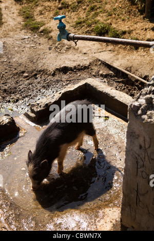 L'Inde, de l'Arunachal Pradesh, Panging village, à partir de l'eau potable de porcs déversés en village appuyez sur Banque D'Images