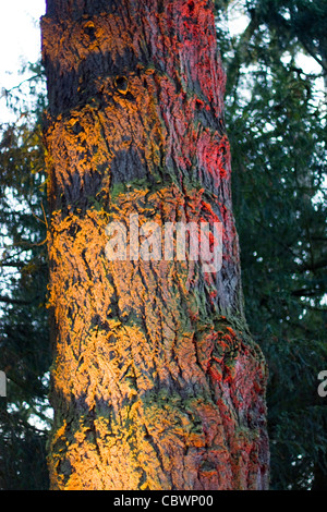 Étrangement éclairé arbres de Noël enchanté à Westonbirt Arboretum Banque D'Images