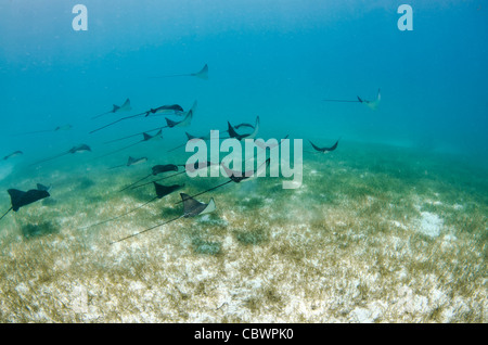 La scolarisation spotted eagle rays, Aetobatus narinari, Seychelles Banque D'Images