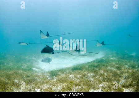 La scolarisation spotted eagle rays, Aetobatus narinari, Seychelles Banque D'Images