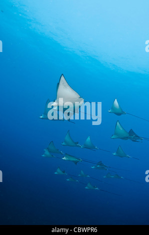 La scolarisation spotted eagle rays, Aetobatus narinari, Seychelles Banque D'Images