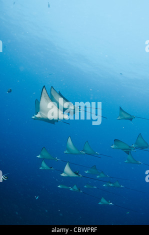 La scolarisation spotted eagle rays, Aetobatus narinari, Seychelles Banque D'Images