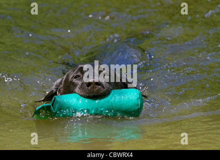 Chien de chasse à l'entraînement avec dummy dans l'eau Banque D'Images