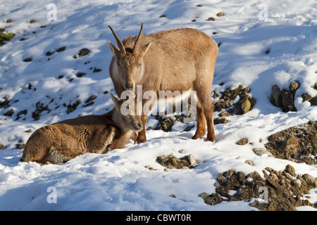 Bouquetin des Alpes (Capra ibex) Banque D'Images