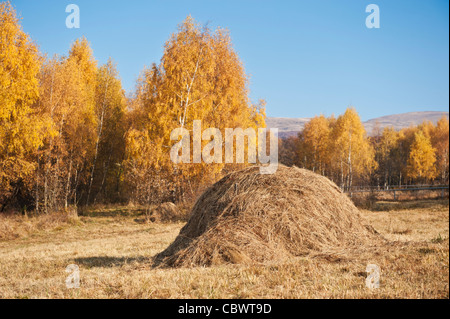 Pile d'herbe dans les champs avec des arbres aux couleurs de l'automne, les Bieszczady, Pologne Banque D'Images