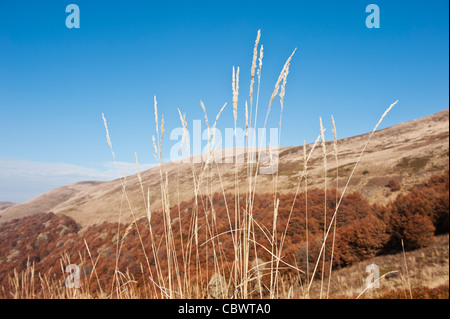 Les herbes d'automne et, à flanc de montagnes Bieszczady, Pologne Banque D'Images