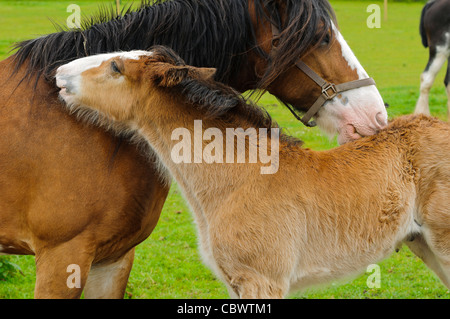Shire Horse et son poulain dans la zone de parc national de Peak District Derbyshire, Angleterre Banque D'Images