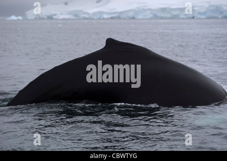 Baleine à bosse dorsale, WILHELMINA BAY, ANTARCTIQUE Banque D'Images