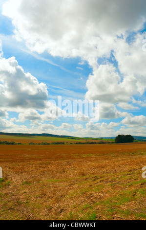 Paysage rural - Récolte domaine agricole et Ciel Bleu Banque D'Images