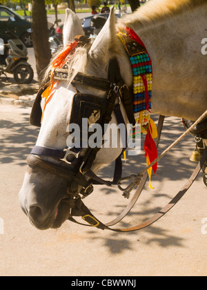 Transport de chevaux dans la ville de Corfou dans les îles Ioniennes en Grèce Banque D'Images