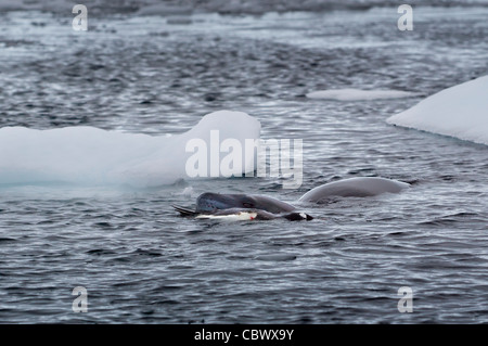 LEOPARD SEAL & Gentoo pingouin, NEKO HARBOUR, l'ANTARCTIQUE Banque D'Images