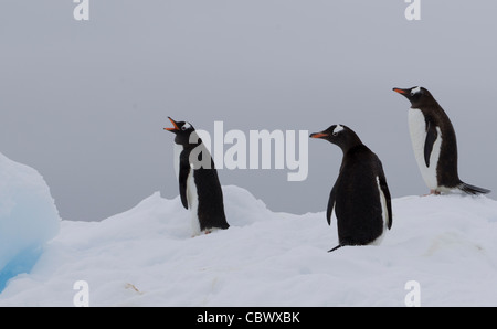 Manchots, WILHELMINA BAY, ANTARCTIQUE Banque D'Images