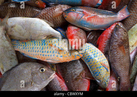 Poisson perroquet capturés par les pêcheurs locaux et d'être recueillies dans une boîte, prête pour la vente, les Seychelles, océan Indien Banque D'Images