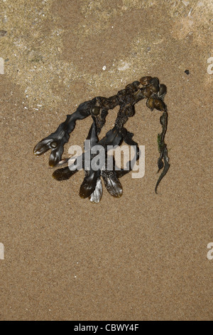 Fucus vésiculeux sur beach Fucus vesiculosus Blackpool, Lancashire, England, UK Banque D'Images