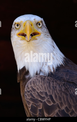 Portrait de pygargue à tête blanche (Haliaeetus leucocephalus) sur fond noir Banque D'Images