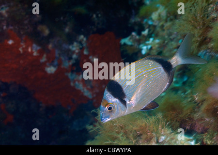 Deux communes sont la daurade, Diplodus vulgaris, Sparidés, Mer Méditerranée, Banque D'Images