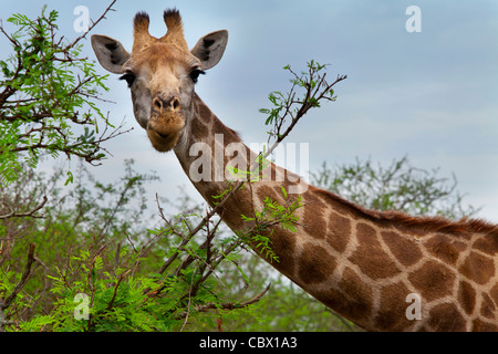 Girafe curieuse dans Kruger National Park, Afrique du Sud Banque D'Images