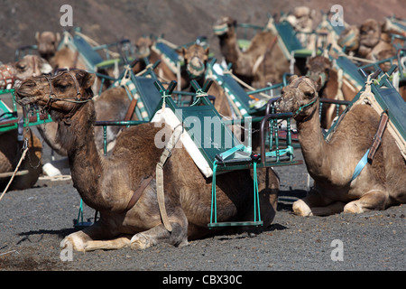 Les chameaux attendent les touristes dans le Parc National de Timanfaya, Lanzarote Banque D'Images