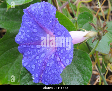 Morning Glory, Ipomoea purpurea, fleur après la pluie légère Banque D'Images