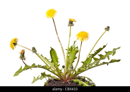 Les mauvaises herbes pissenlits du printemps isolated on white Banque D'Images