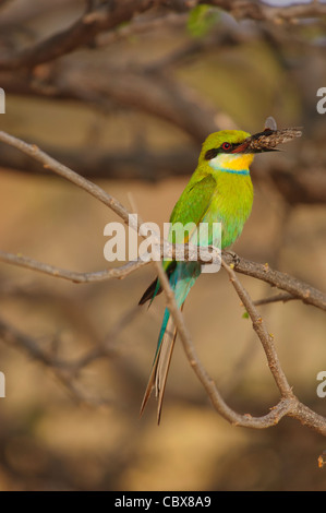 Swallow-tailed Bee-eater (Merops hirundineus) avec grand bec en insectes. Parc National d'Etosha, Namibie. Banque D'Images