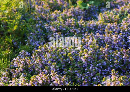 Tapisserie avec ivy Glechoma hederacea ou fleurit en avril soir lumière Banque D'Images