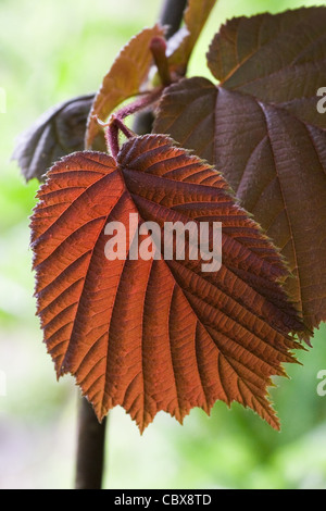 De plus en plus nouveau de la couleur bronze de hazel au printemps avec la lumière qui brillait à travers elle Banque D'Images